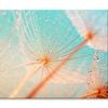 Dandelion Seed with Water Drops  Print 100% Australian Made 90 x 60cm  (Stretched)