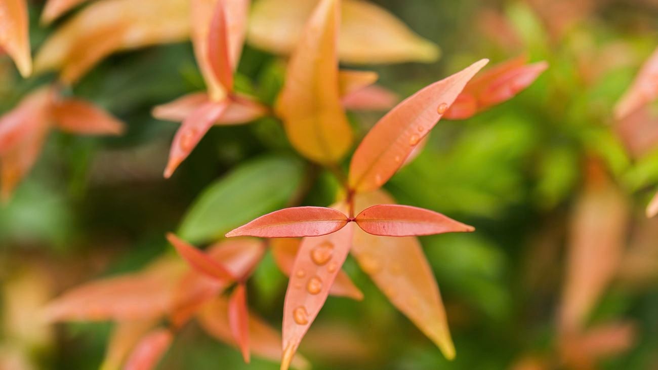 Pink and orange tones of the lilly pilly flower.