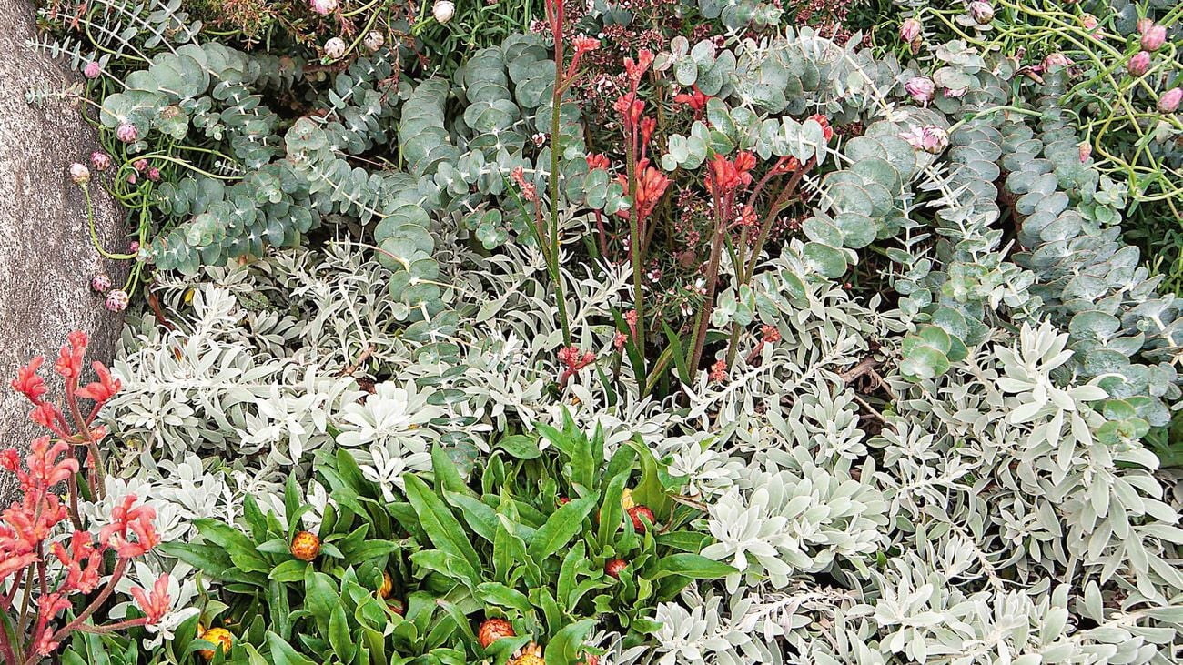 Native plants surround rock