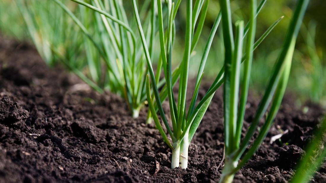 Spring onion plants growing in a garden bed