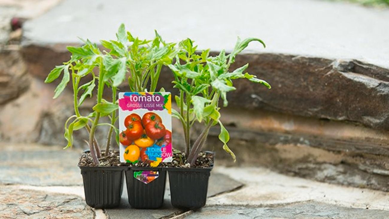 Close-up of some young tomato plants on some stone steps