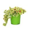 1L Heartleaf Ice Plant - Aptenia cordifolia Baby Sunrose