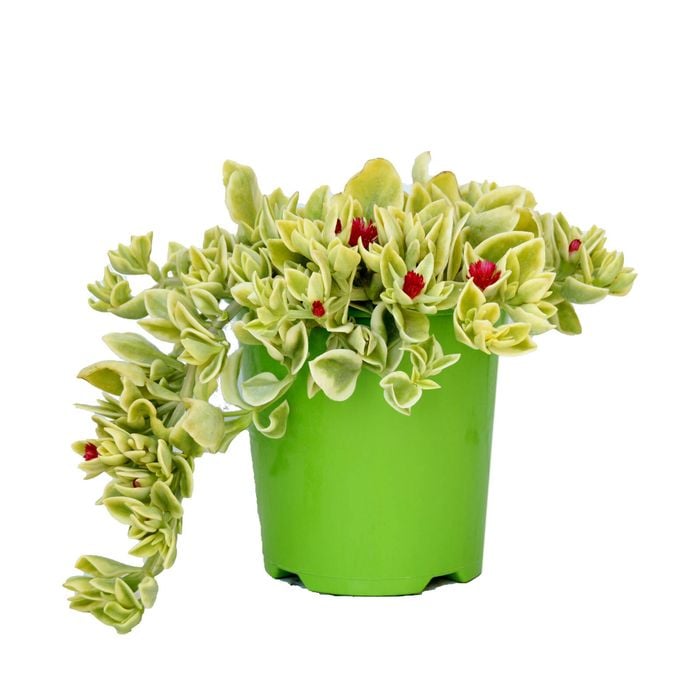1L Heartleaf Ice Plant - Aptenia cordifolia Baby Sunrose