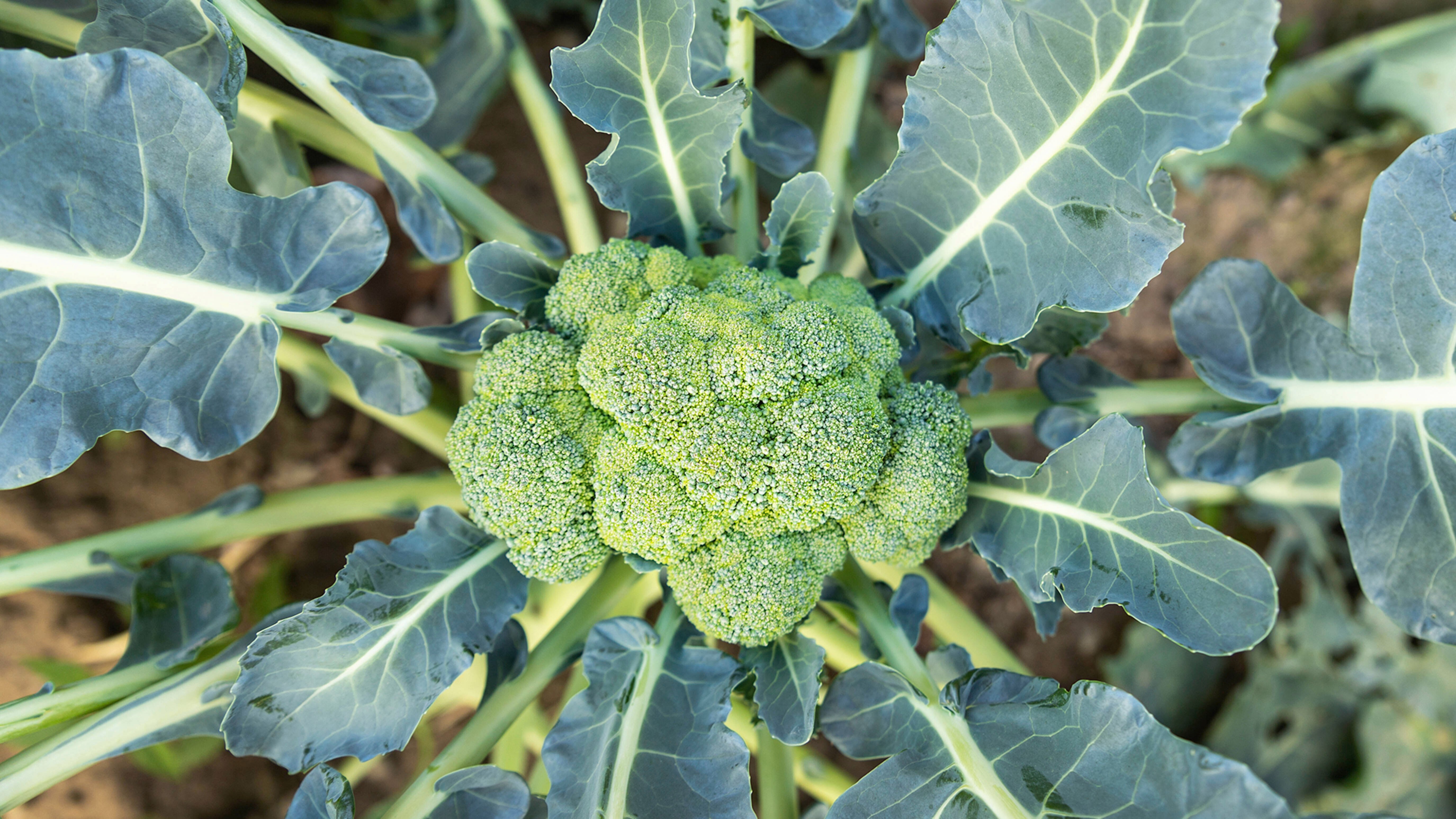  A close up of broccoli and its leaves growing in a vegetable patch, a good choice when deciding what vegetables to plant in winter