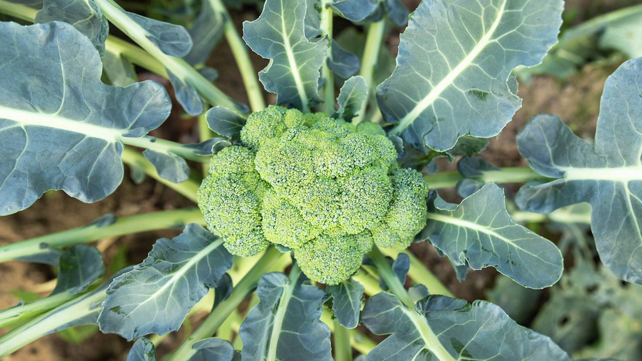  A close up of broccoli and its leaves growing in a vegetable patch, a good choice when deciding what vegetables to plant in winter