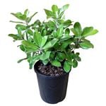 4.5L Pittosporum Pot Belly - Pittosporum crassifolium