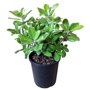 4.5L Pittosporum Pot Belly - Pittosporum crassifolium