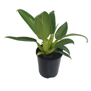125mm Fat Boy - Philodendron martianum