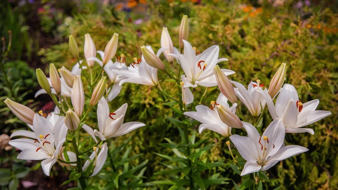 White lilies in a garden.