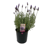 200mm Lavender - French Revolution 'dentata'
