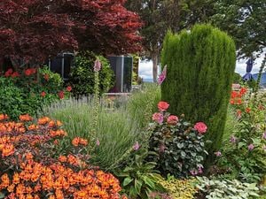 A vibrant autumn garden in full colour, featuring orange flowering shrubs, pink and yellow flowers, ornamental grasses, and a red-leaved tree in front of a house.