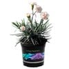 1.5L Dianthus Dancing Queen - Dianthus