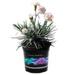 1.5L Dianthus Dancing Queen - Dianthus