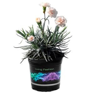 1.5L Dianthus Dancing Queen - Dianthus