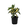 2.5L Spotted Laurel - Aucuba japonica Picturata