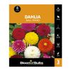 Bloomin Bulbs Dahlia Ball Mixed - 3 Pack