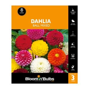 Bloomin Bulbs Dahlia Ball Mixed - 3 Pack