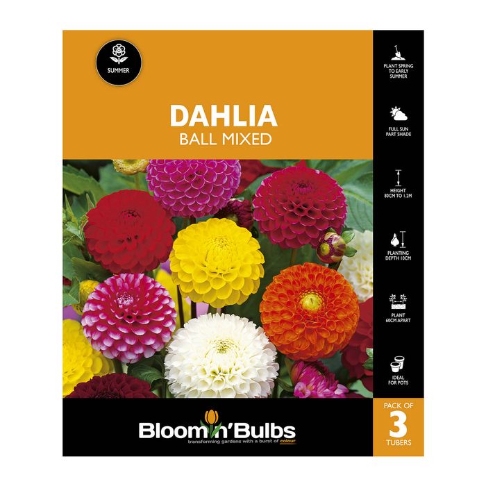 Bloomin Bulbs Dahlia Ball Mixed - 3 Pack