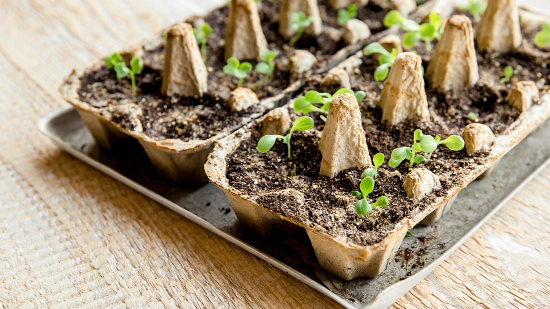 Seeds sprouting in egg cartons filled with soil
