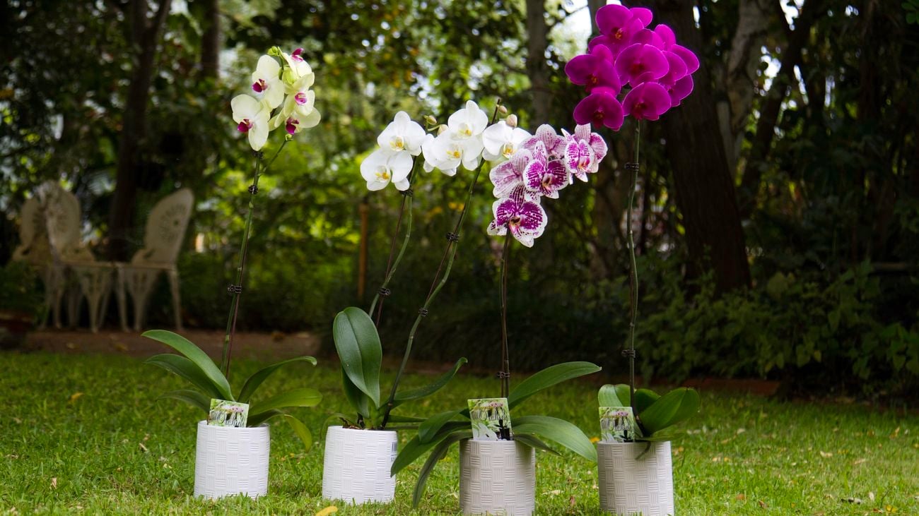 Orchids.