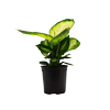 170mm Dieffenbachia