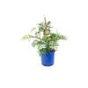 250mm Grevillea Superb