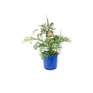 250mm Grevillea Superb