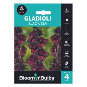Bloomin' Bulbs Spring Aqua Pack Gladioli Black Sea - 4 Pack