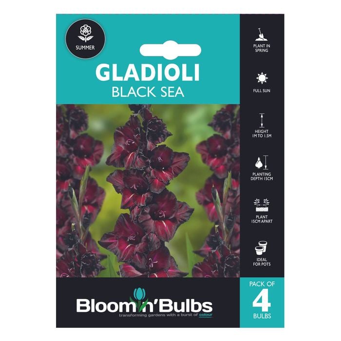 Bloomin' Bulbs Spring Aqua Pack Gladioli Black Sea - 4 Pack