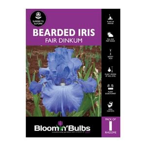 Bloomin' Bulbs Bearded Iris Fair Dinkum - 1 Pack