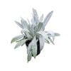 130mm Bella Grigio - Senecio