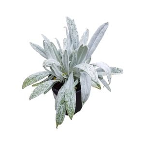 130mm Bella Grigio - Senecio