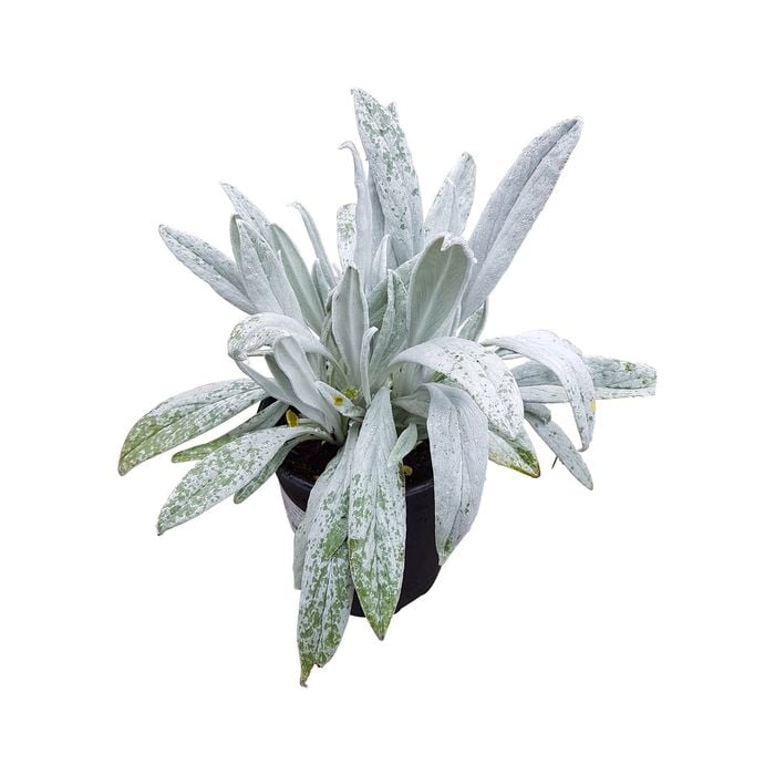 130mm Bella Grigio - Senecio