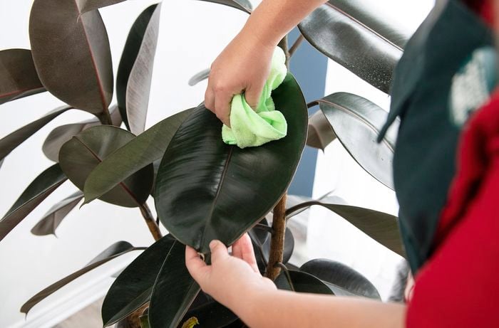 A person wiping a leaf of a rubber plant
