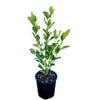 2L Griselinia Broadway Mint