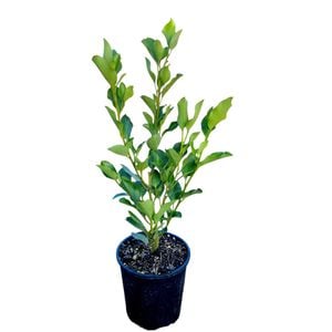 2L Griselinia Broadway Mint
