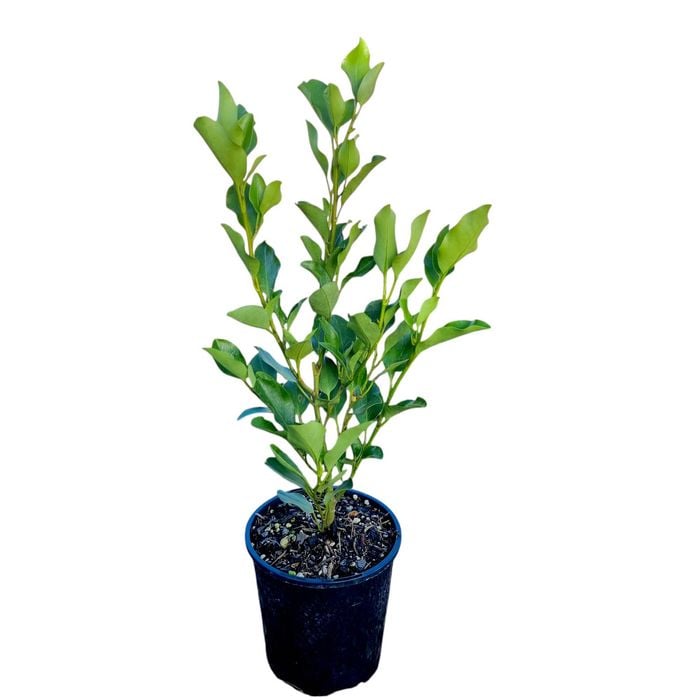 2L Griselinia Broadway Mint