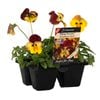 4 Cell Pansy Strawberry Swirl - Viola wittrockiana - Perfect 4 Pots Range
