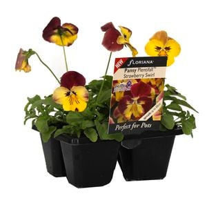 4 Cell Pansy Strawberry Swirl - Viola wittrockiana - Perfect 4 Pots Range