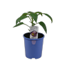 14cm Capsicum Tequila Purple - Capsicum