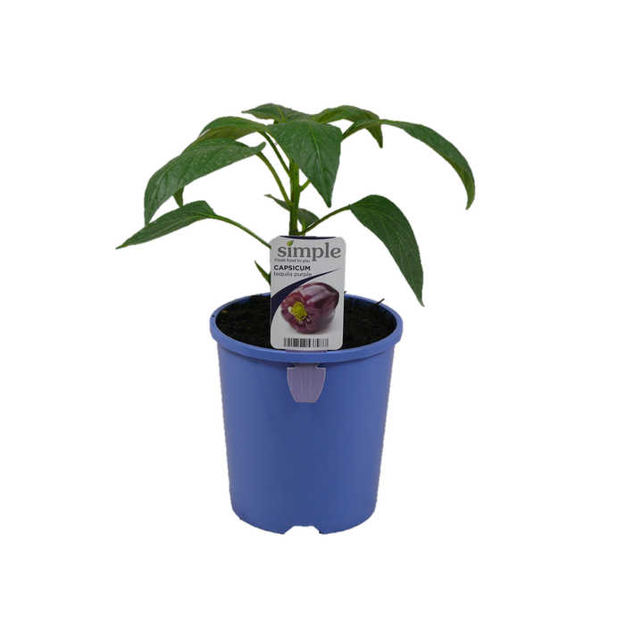 14cm Capsicum Tequila Purple - Capsicum