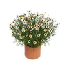150mm Coreopsis Highland Honey