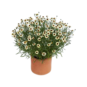 150mm Coreopsis Highland Honey