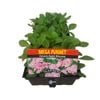 Punnet Petunia Apple Blossom - Petunia hybrida - Mega Punnet Flowering Range