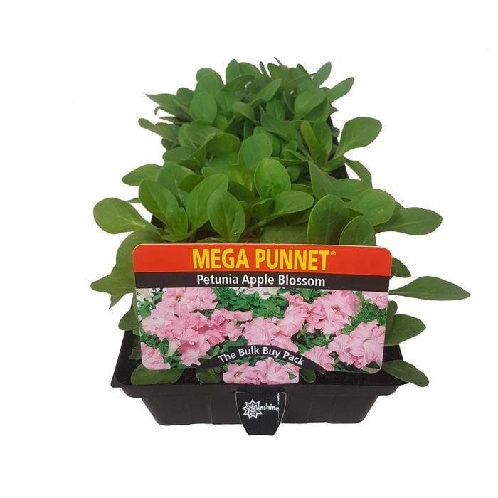 Punnet Petunia Apple Blossom - Petunia hybrida - Mega Punnet Flowering Range