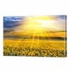 Sunflower Field Sunset | 75 x 50cm Stretched Canvas Print