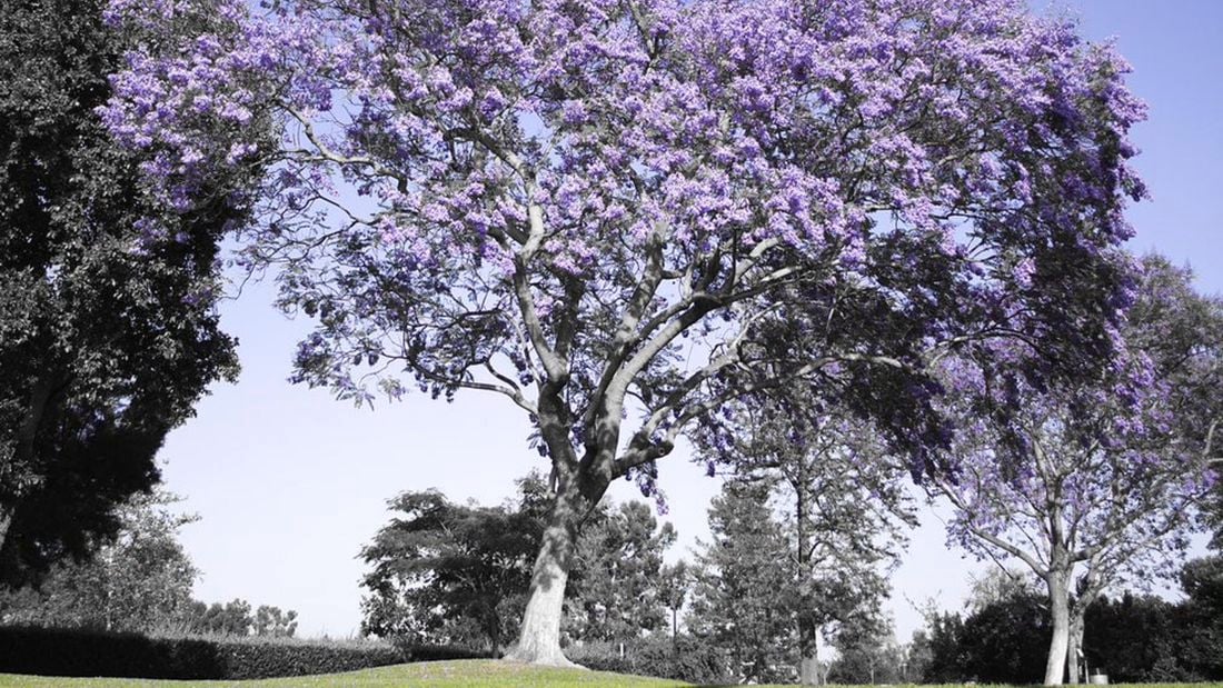 A purple flowering jacaranda tree in the park.