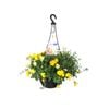270mm Festival Combo Range - Coaster Mix Hanging Basket