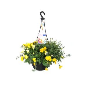 270mm Festival Combo Range - Coaster Mix Hanging Basket