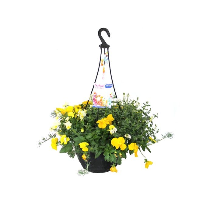 270mm Festival Combo Range - Coaster Mix Hanging Basket